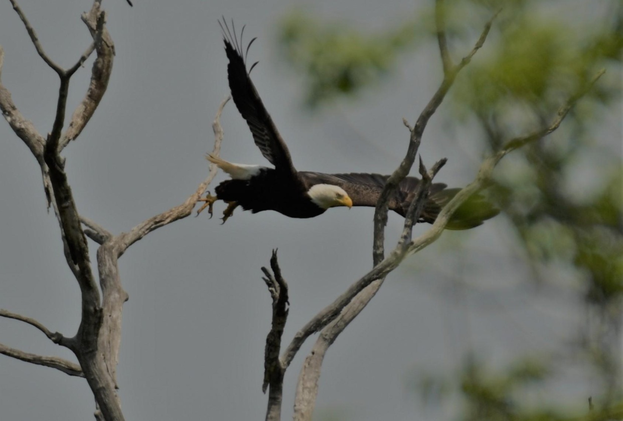Western Massachusetts Eagles - student project