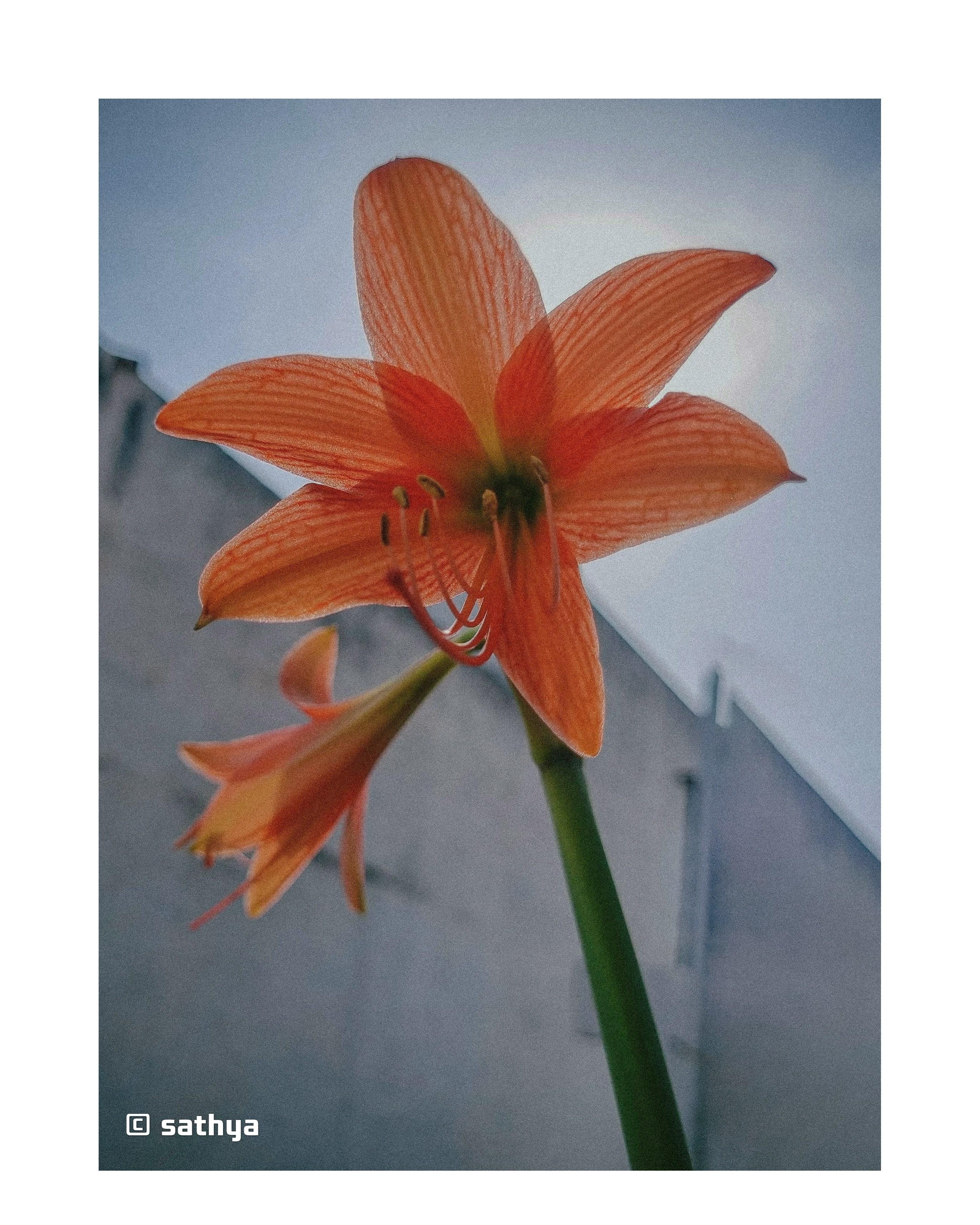 Flower - student project