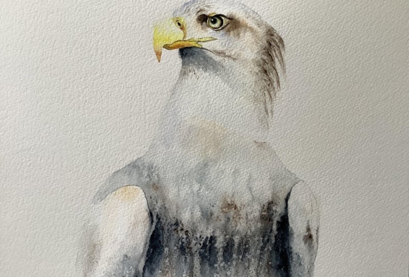Sea eagle tutorial