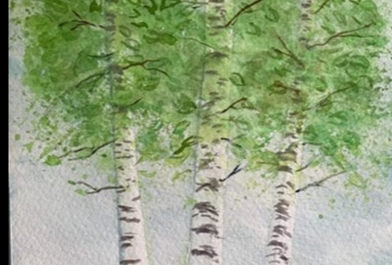 White Birch Tree