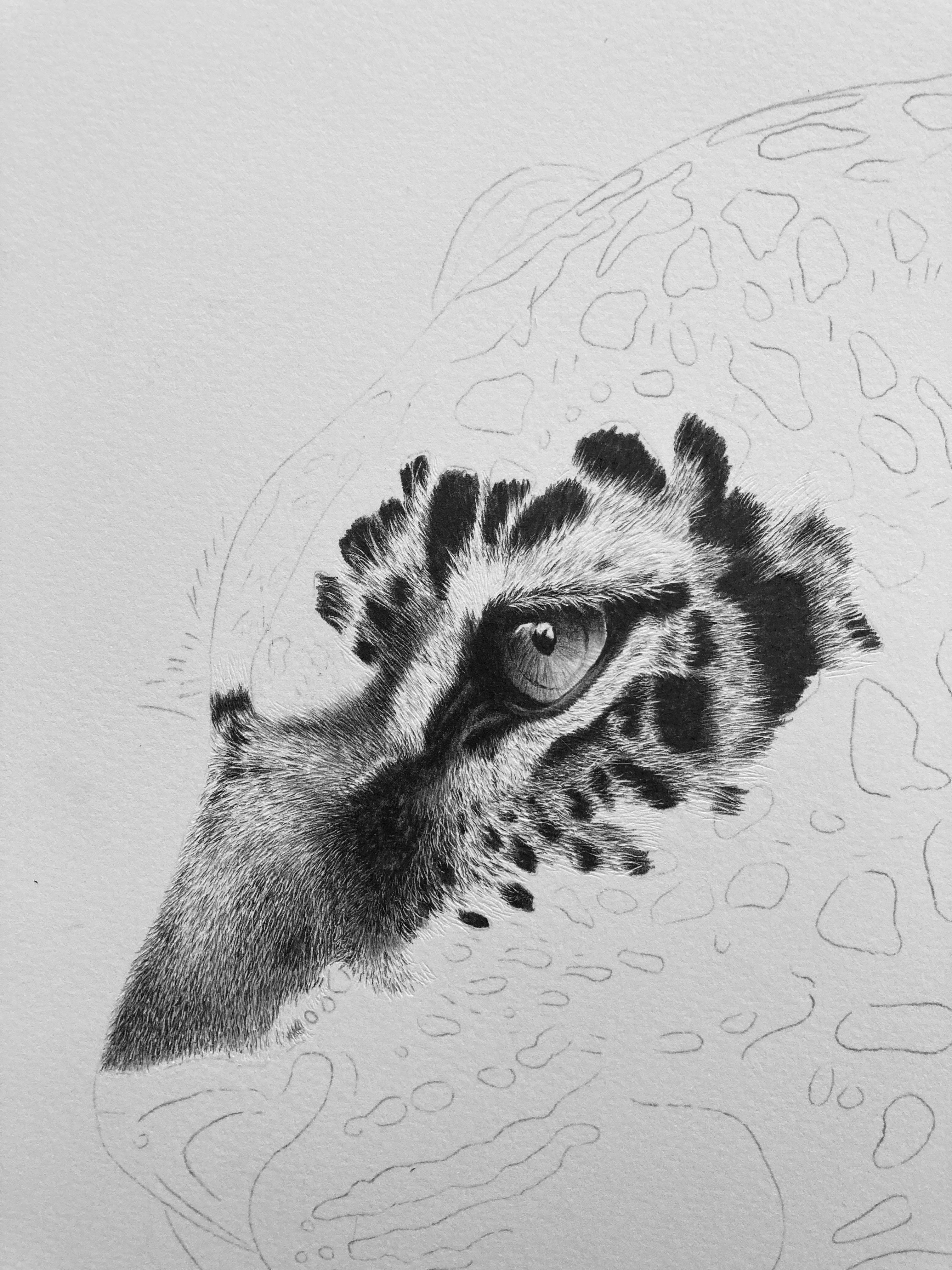 Leopard - student project