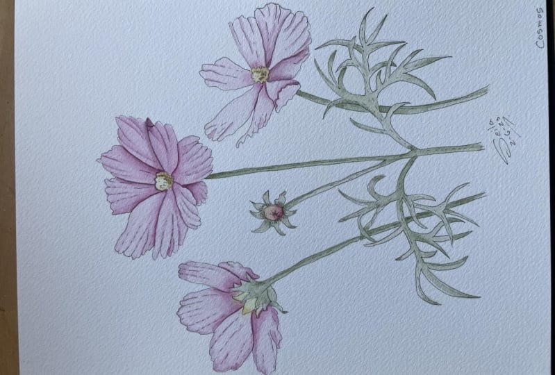 Cosmos