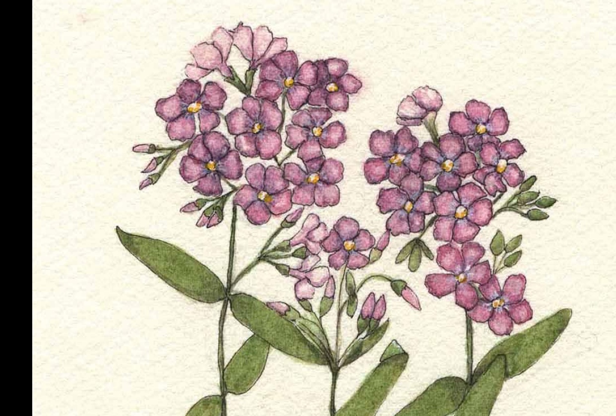 Wildflower Phlox - student project