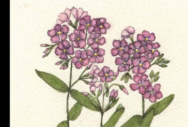 Wildflower Phlox