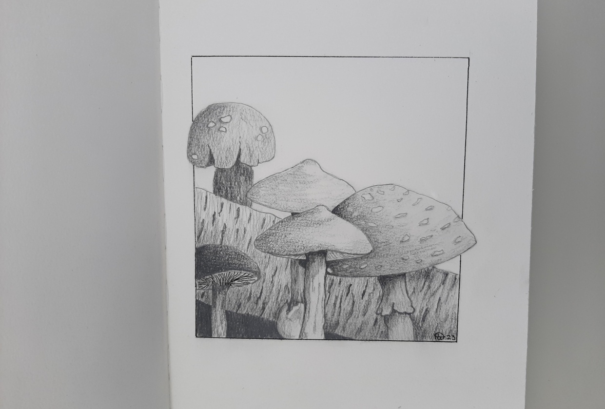 Excercise: shading mushrooms in pencil - student project
