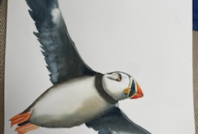 Flying puffin-changed the eye.