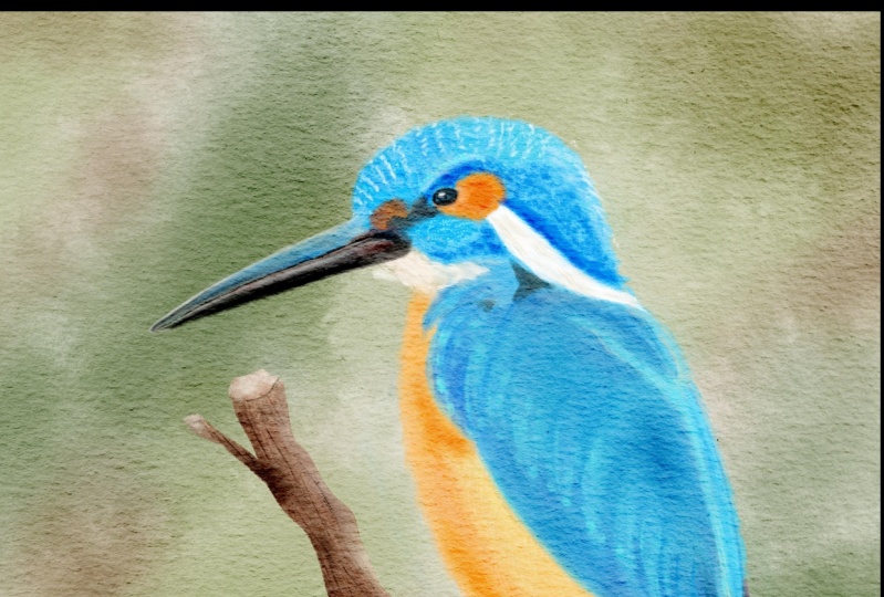Kingfisher