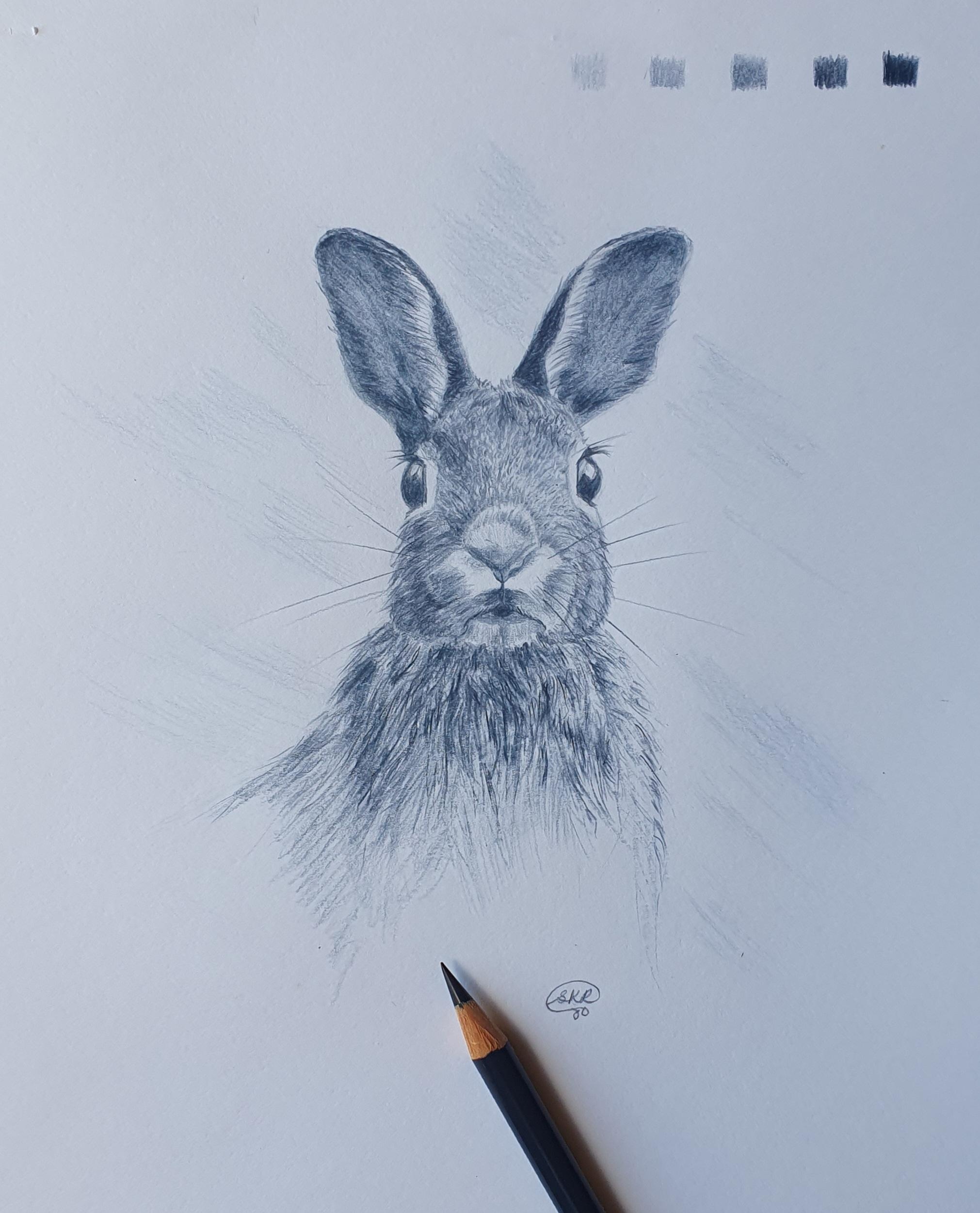 Portrait of a Hare - student project