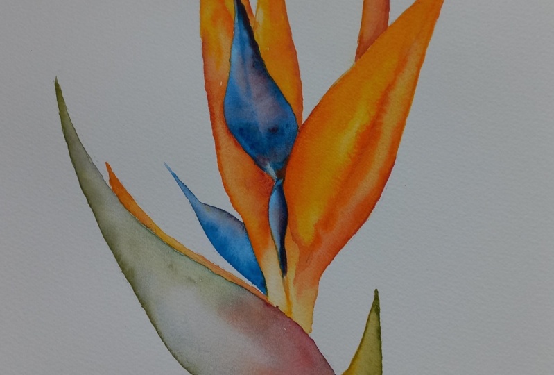 Strelitzia