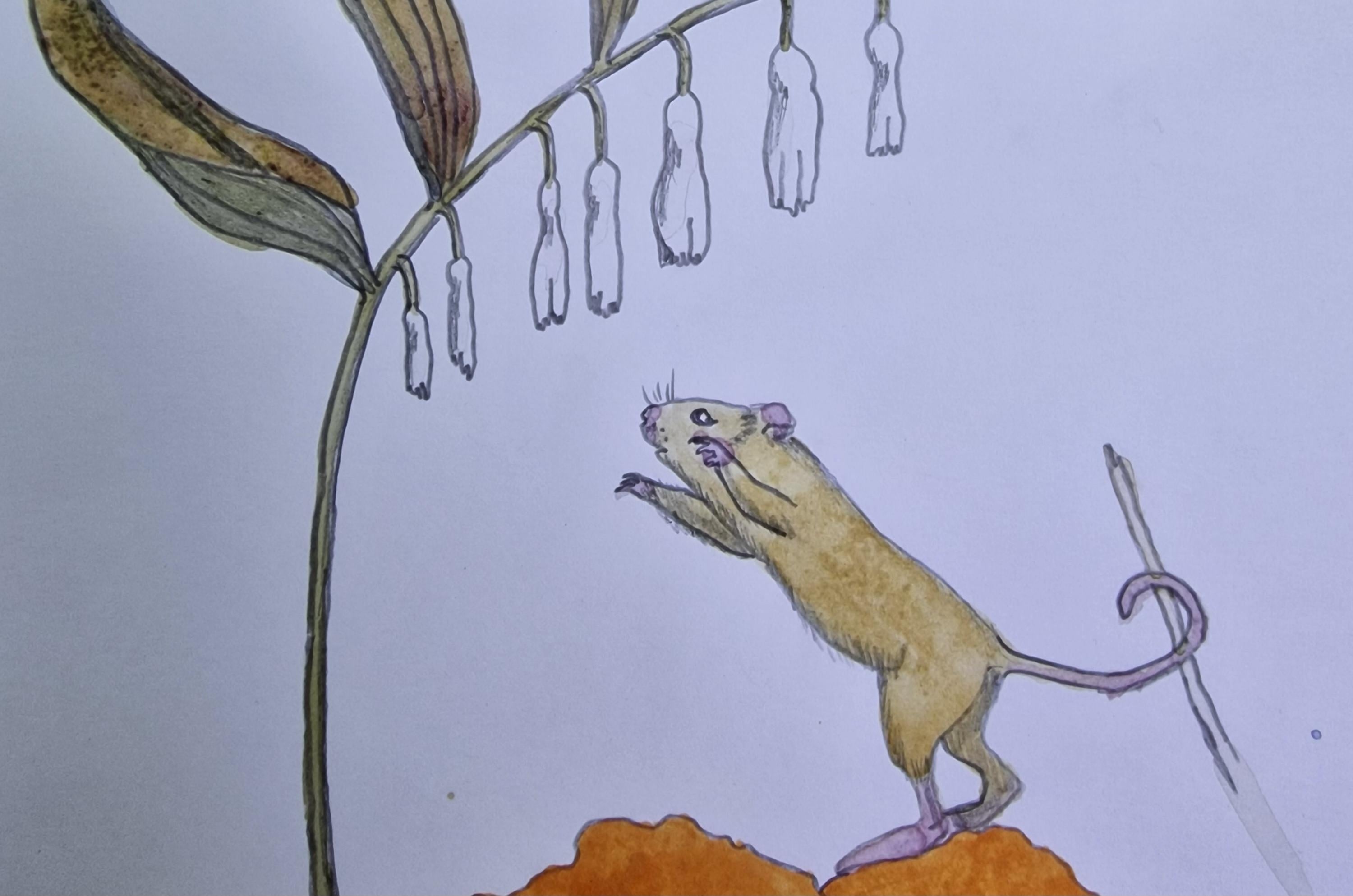 Harvest mouse - student project