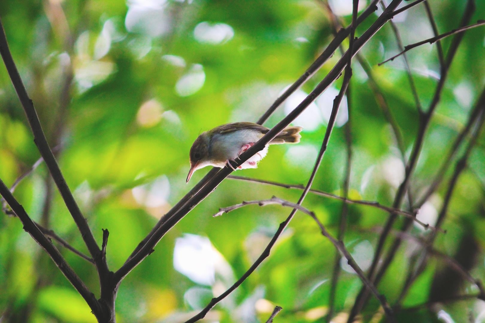 Tailorbird - student project