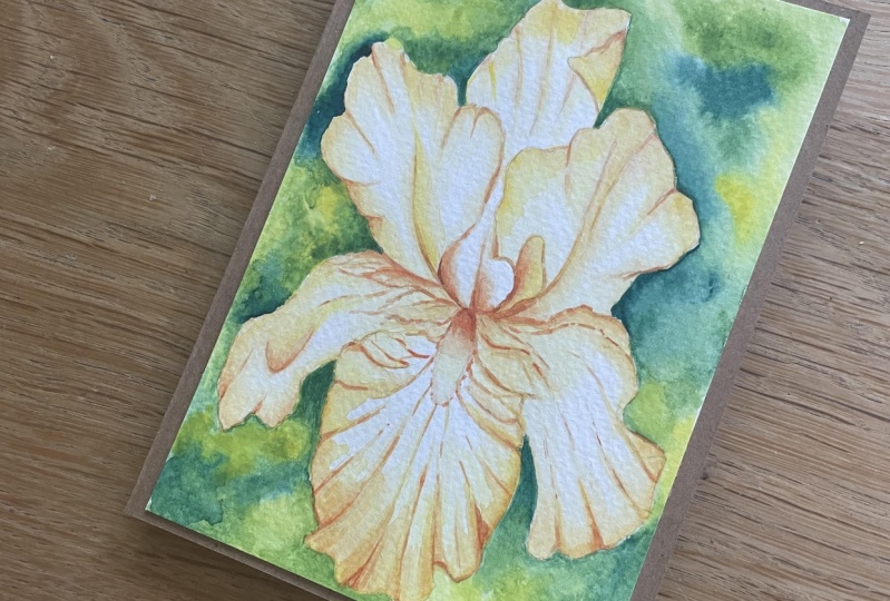 Yellow Iris in watercolour