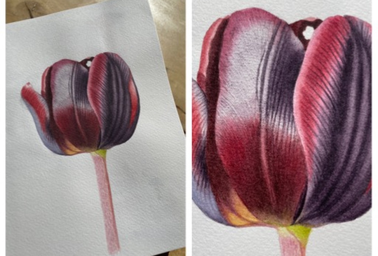 Watercolor tulip - student project