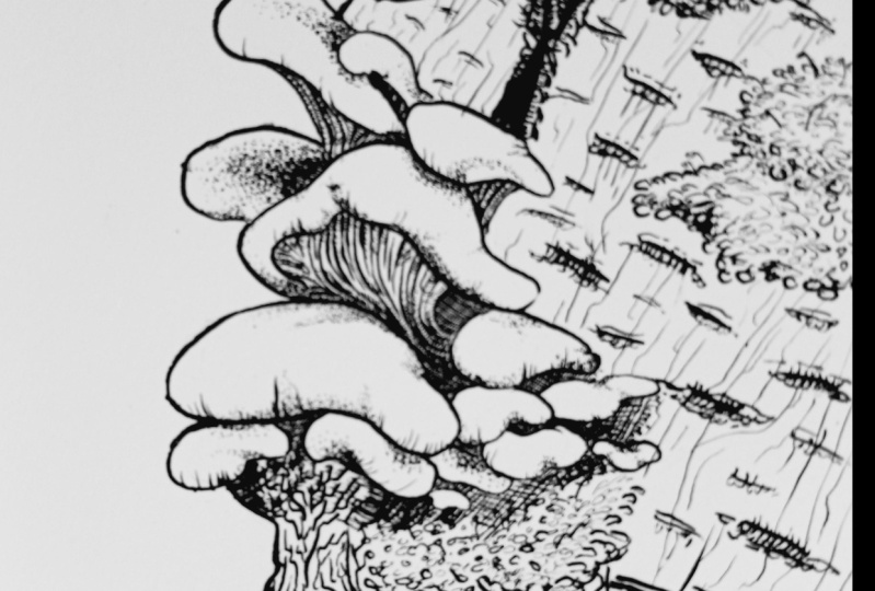 Oyster Mushrooms