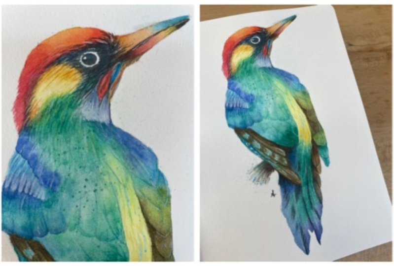 Colourful bird in watercolour