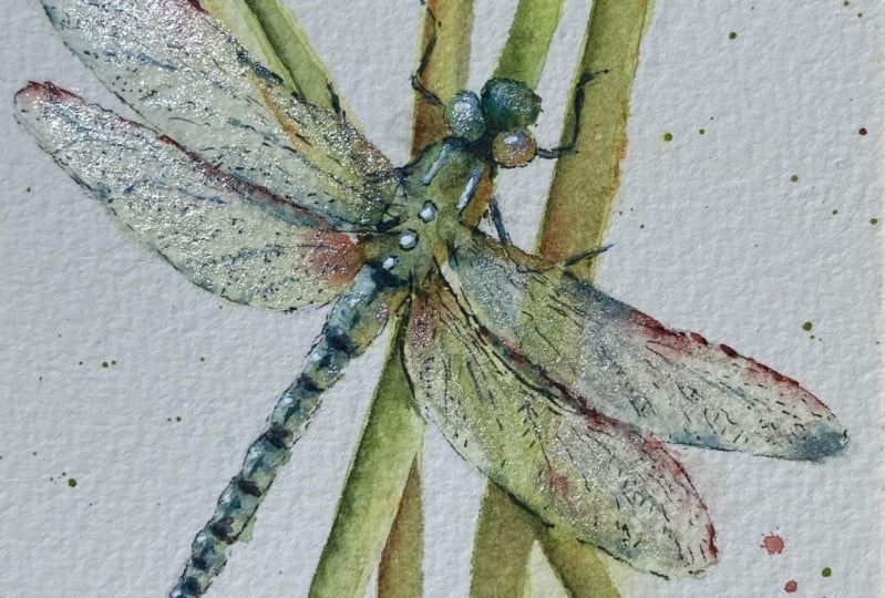 Dragonfly