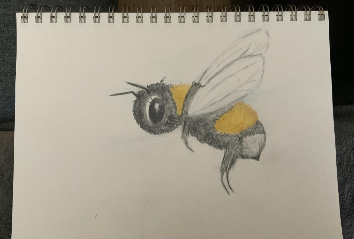 Bee Sketch - student project