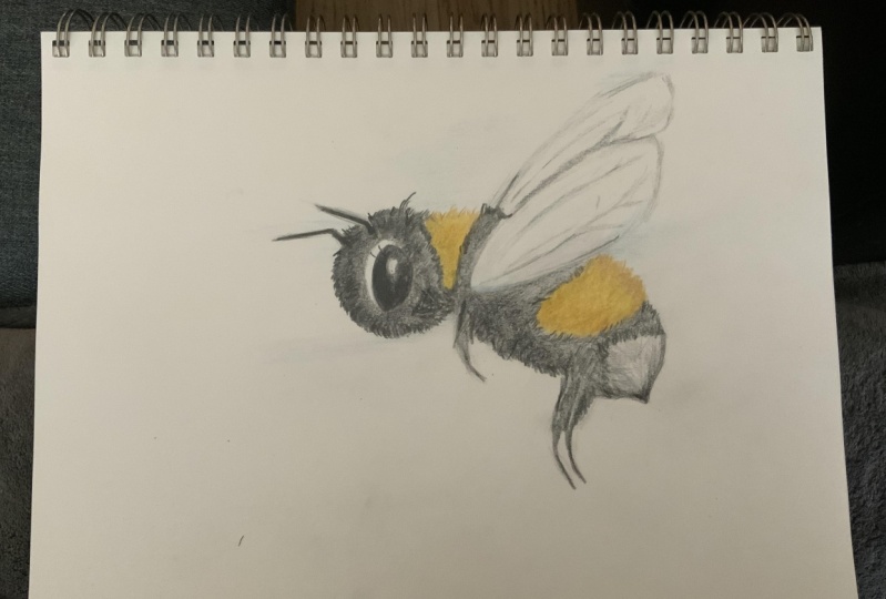 Bee Sketch