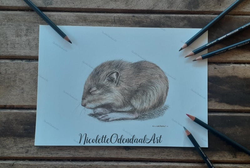 How To Draw Realistic Fur With Colored Pencils