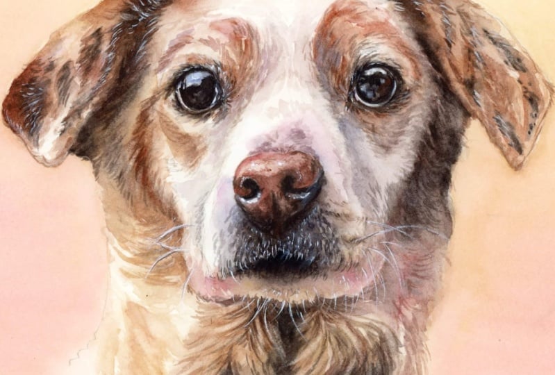 Cream colored dog portrait