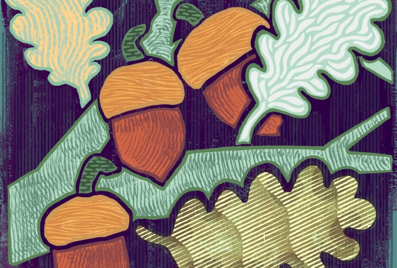 Acorns