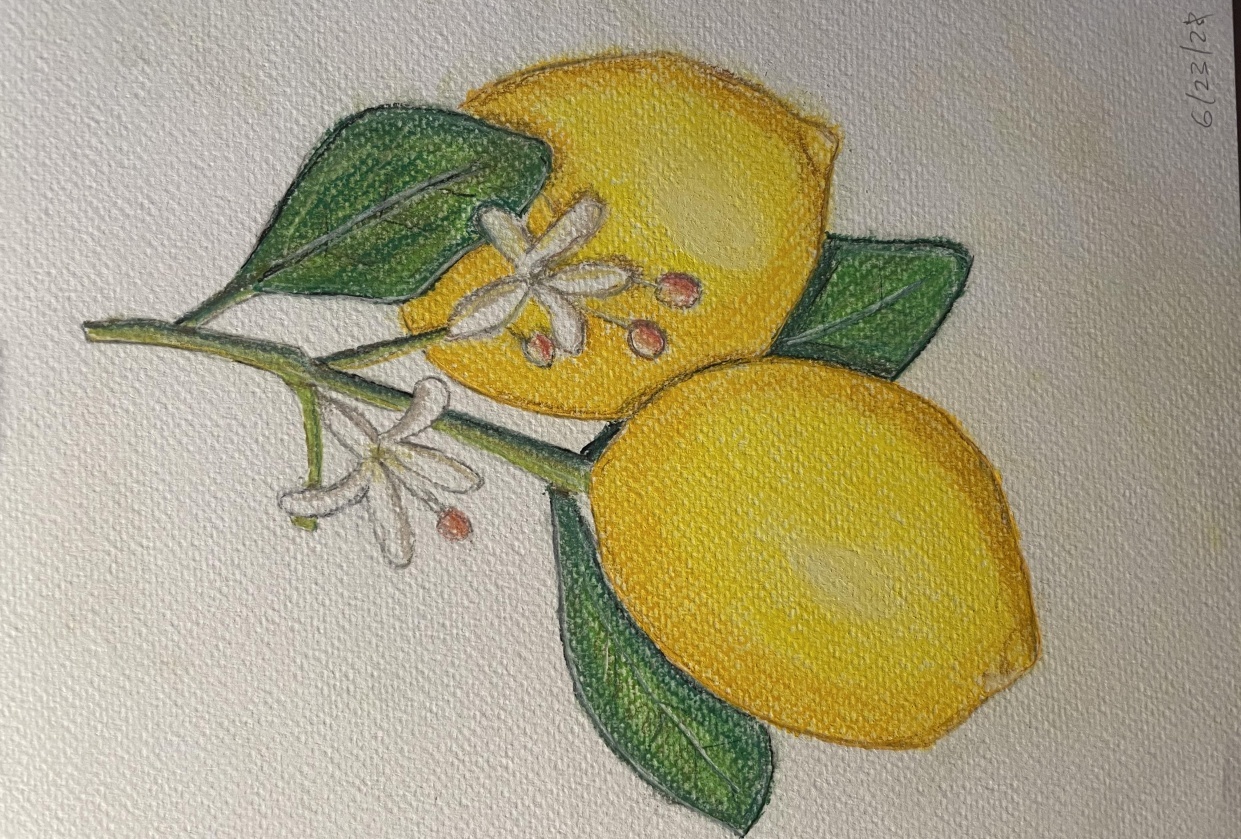 Professional Fruit Drawing in Simple Steps: Draw a Quick Pastel Portrait of a Le - student project
