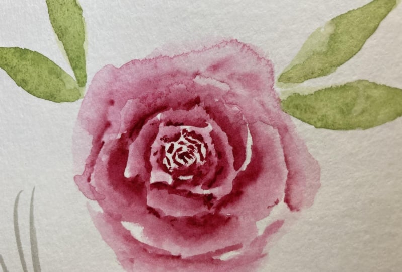 Rose