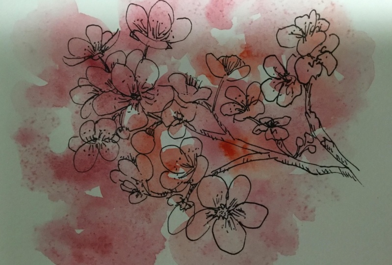 Cherry Blossoms