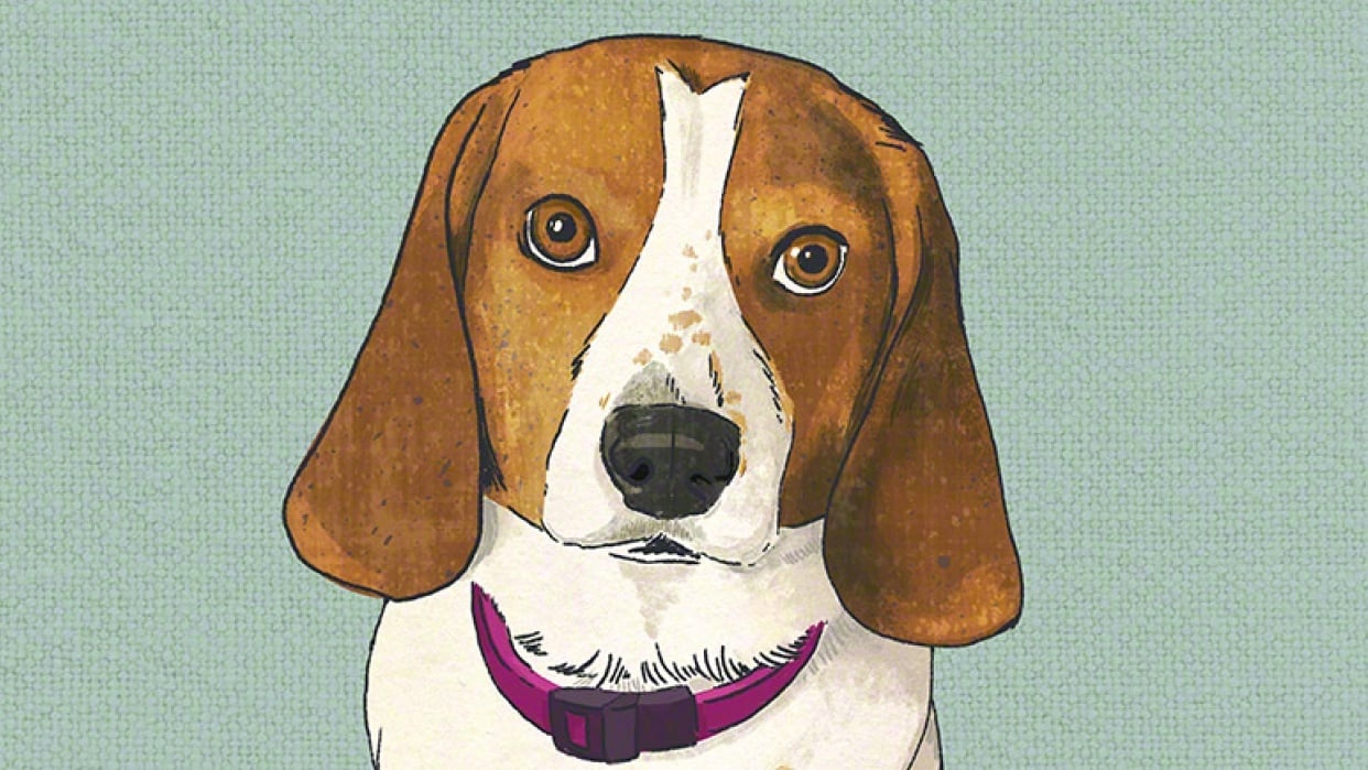 Maggie the Beagle - student project