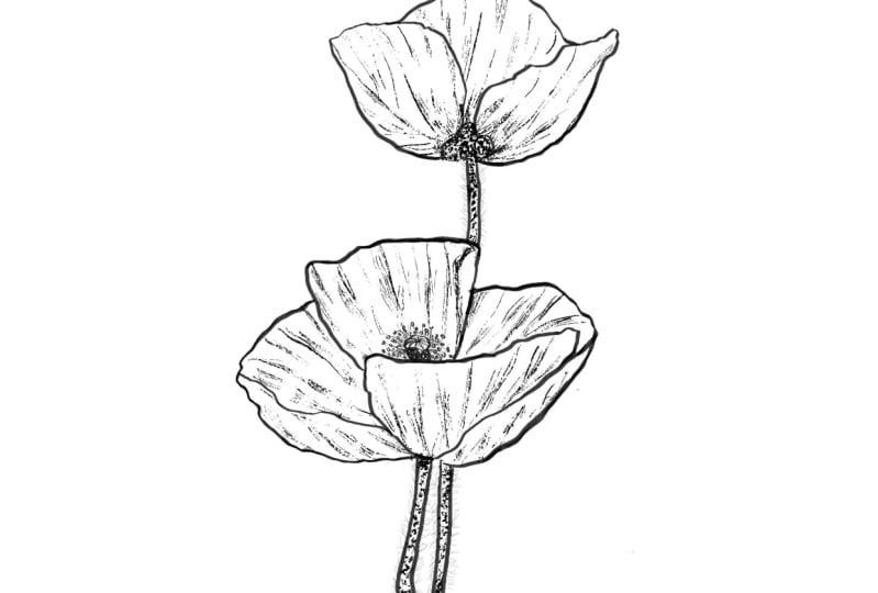 Poppies