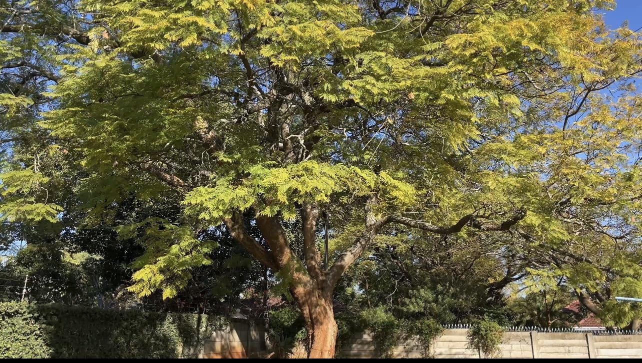 The joyful Jacaranda - student project