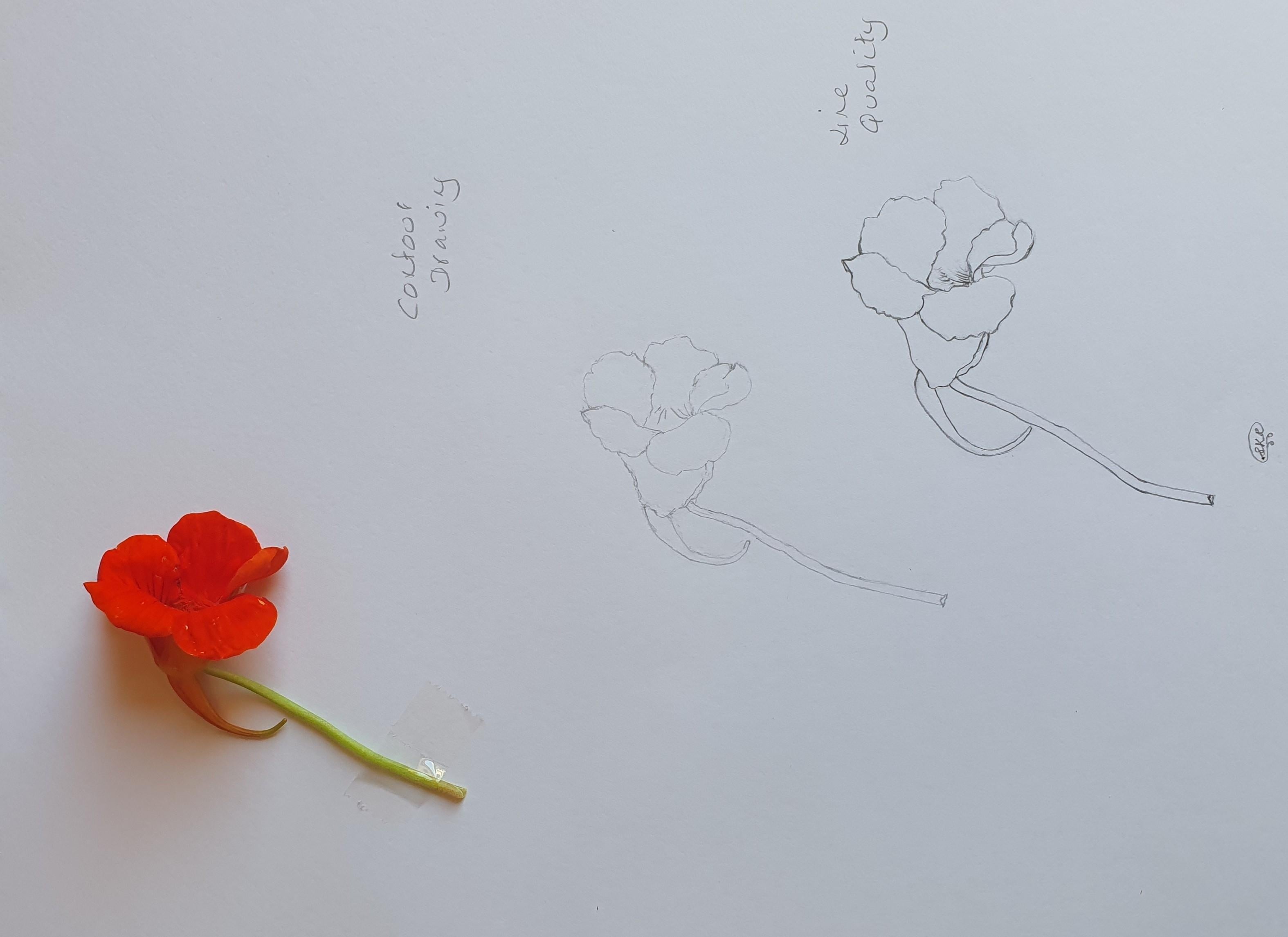 Contour and Line Drawing - student project