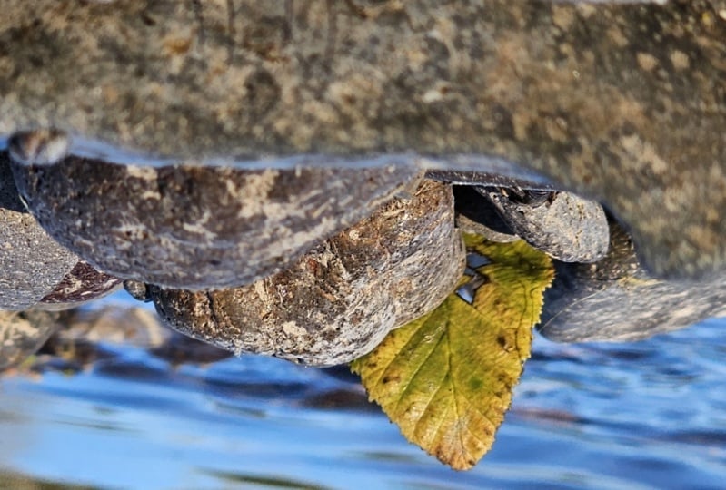 River leaf