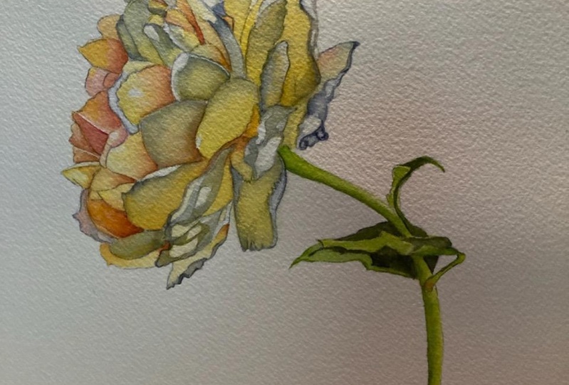 DeMasi Yellow Rose