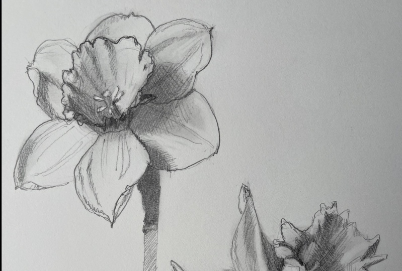 Daffodil drawings