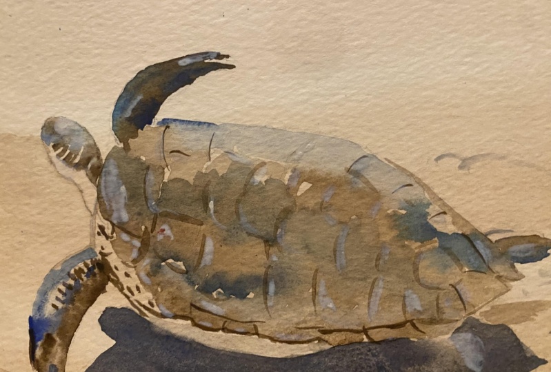 Sea turtle