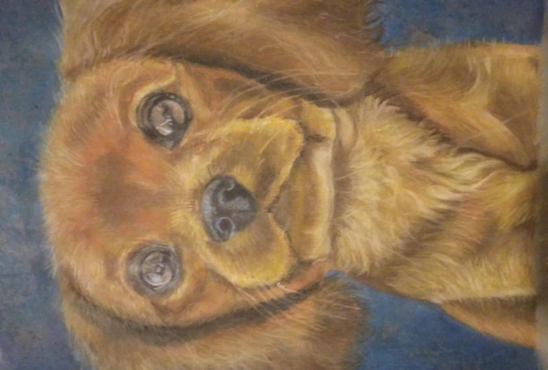 My dog