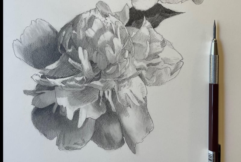 Peony Drawing