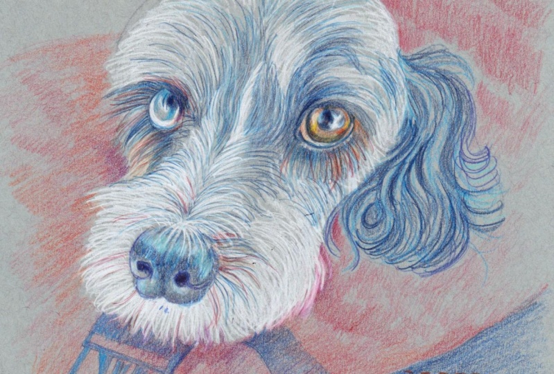 Dog Portrait using Pencil Crayons on a Colored Background