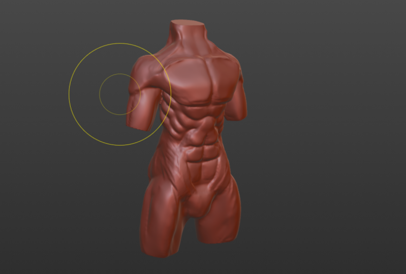 Torso