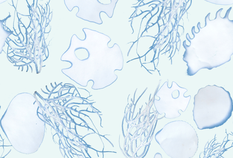 Cyanotype w/ shells & corals