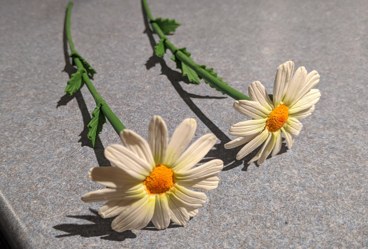 Daisy flowers - student project