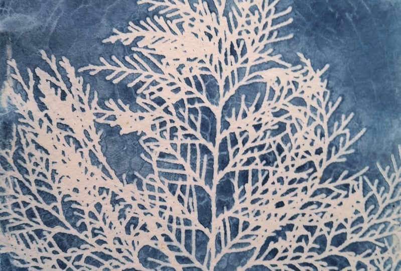 Wet Cyanotypes