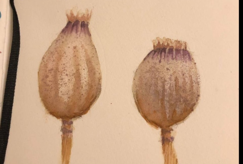 Mohnkapseln