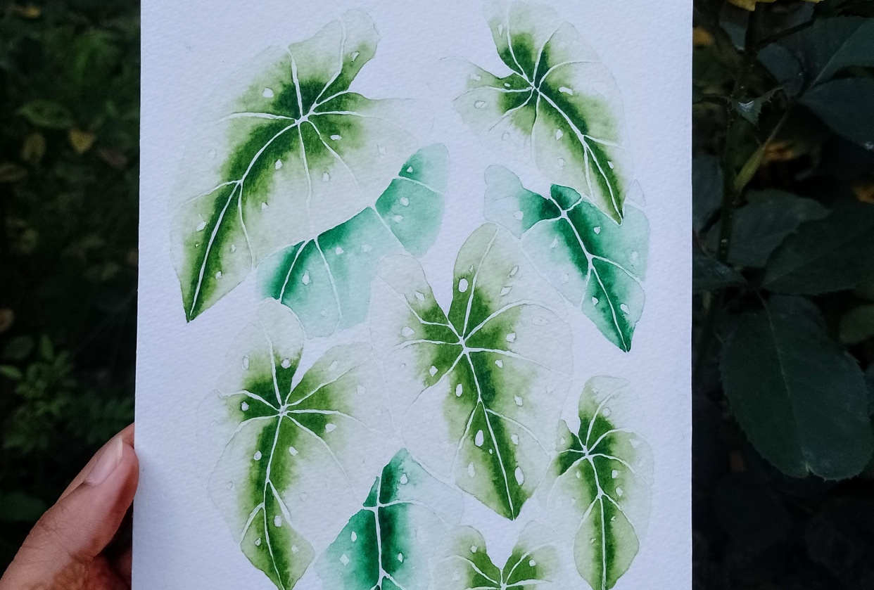Begonia - student project