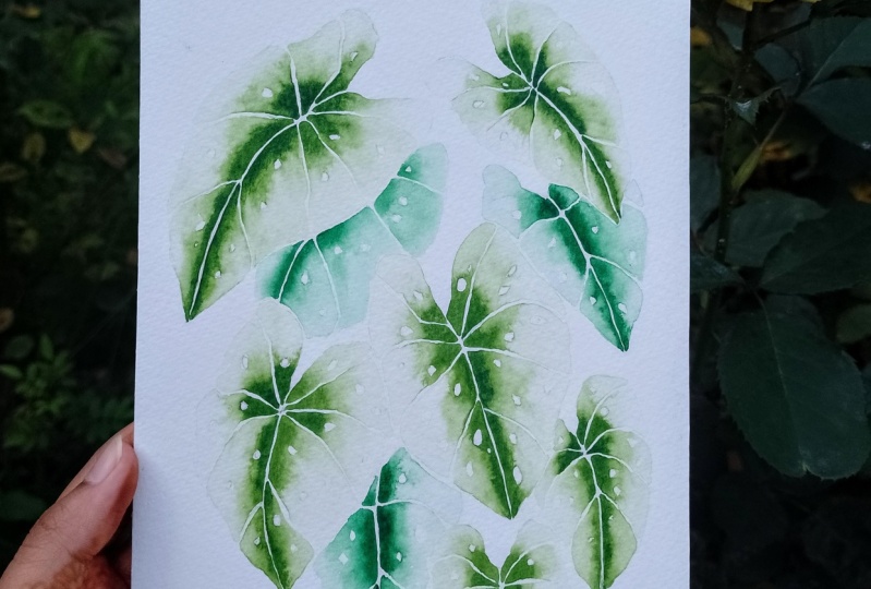 Begonia