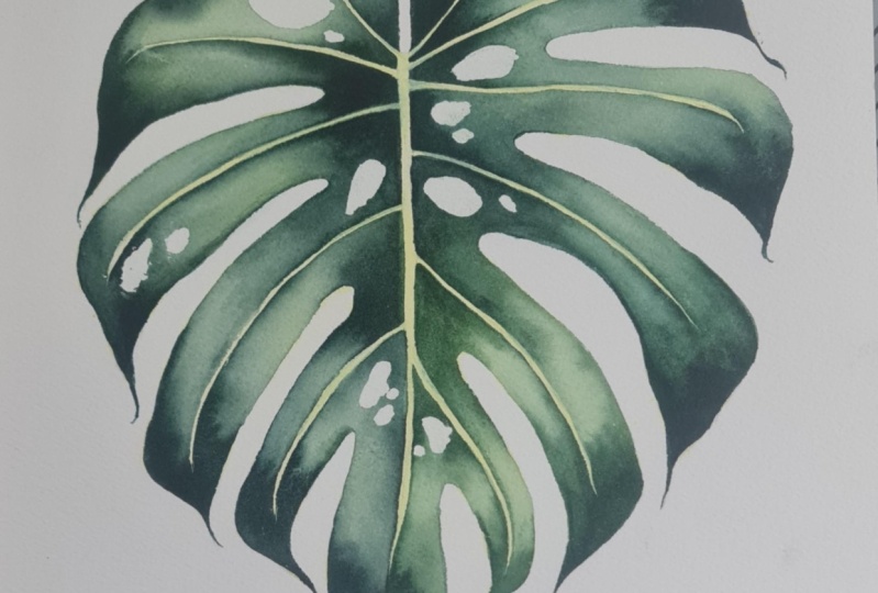 Monstera