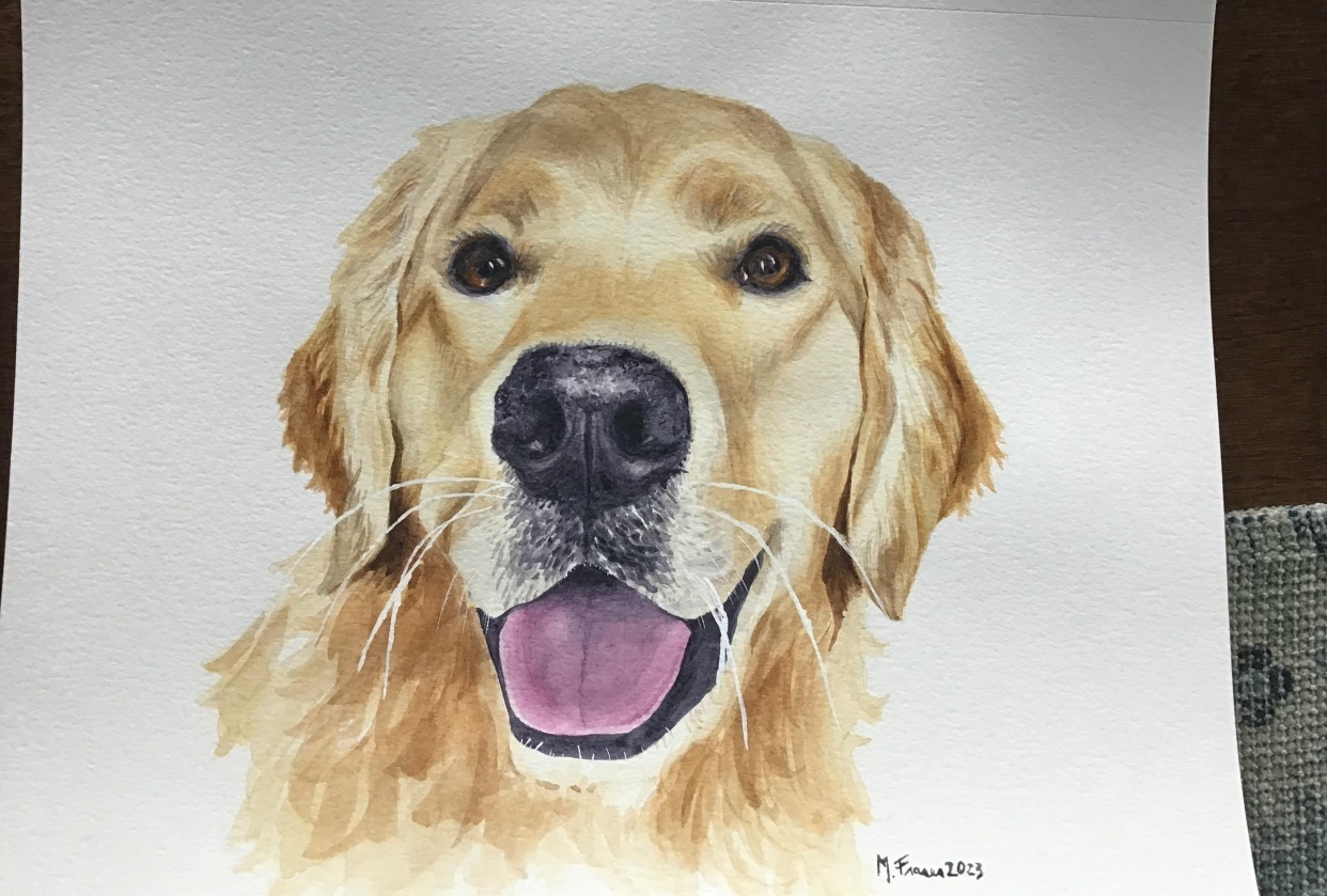 Golden retriever - student project