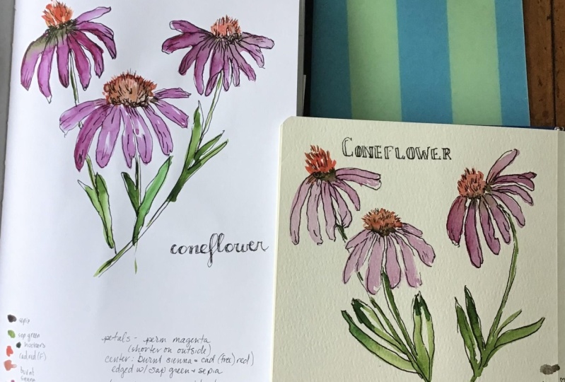 Coneflower
