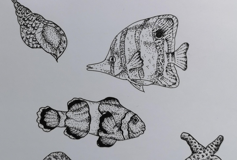 Stippling Seashells and Starfish